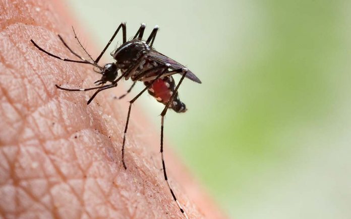 how-to-stop-making-yourself-into-a-mosquito-target