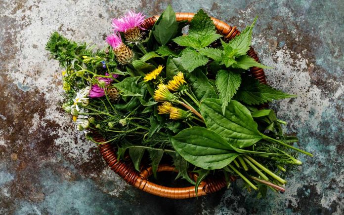 7-Healthy-Nutritious-Weeds-You-Could-Eat 7 Healthy, Nutritious