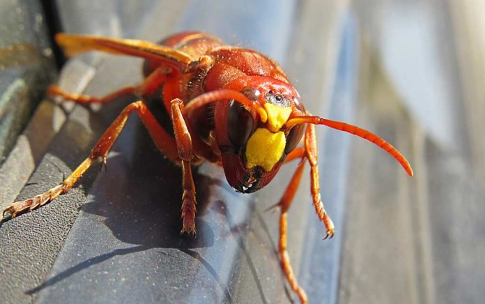 How Dangerous Are Murder Hornets?