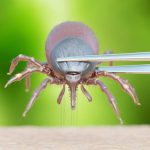 How to Safely Remove a Tick