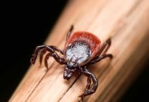 Tick Bite? Watch Out for These 6 Lyme disease Symptoms