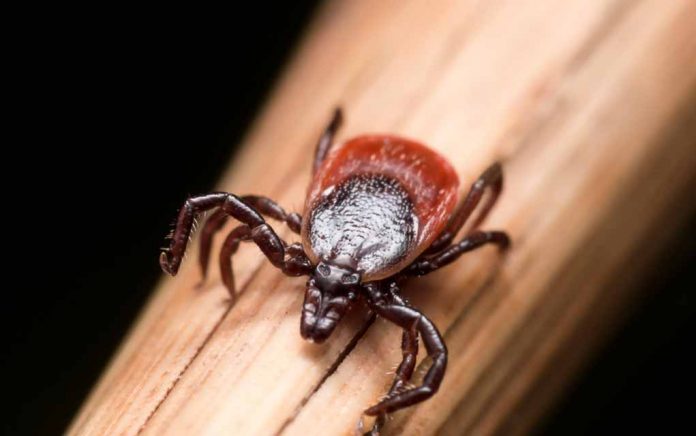 Tick Bite? Watch Out for These 6 Lyme disease Symptoms