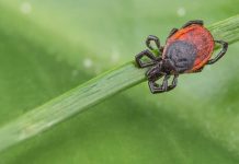 10 Tick-Borne Illnesses Besides Lyme Disease