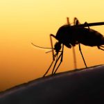 This Blood Type Makes You More Prone to Mosquito Bites