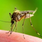 Everything You Need to Know About West Nile Virus