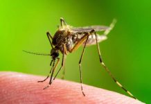 Everything You Need to Know About West Nile Virus