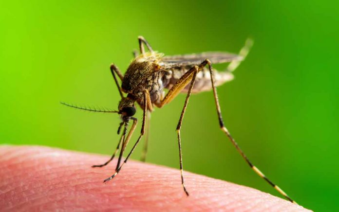 Everything You Need to Know About West Nile Virus