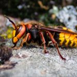 Forget Murder Hornets: These 5 Dangerous Bugs Are More Common