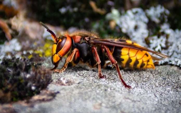 Forget Murder Hornets: These 5 Dangerous Bugs Are More Common