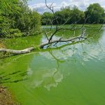 How Dangerous Is Blue-Green Algae?