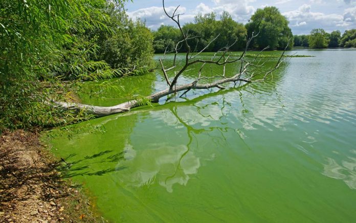 How-Dangerous-Is-Blue-Green-Algae How Dangerous Is Blue-Green Algae?