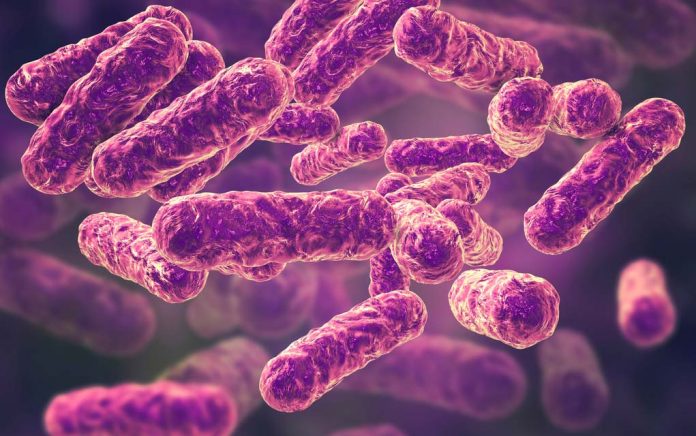 These Bacteria Are Everywhere: Could They Be Making You Sick?
