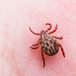 Ticks and Blood Type: Are You More Likely to Be Bitten?