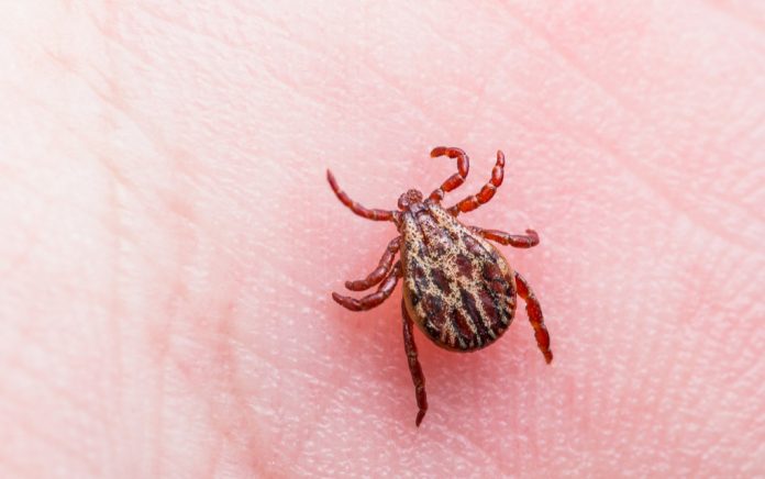 Ticks and Blood Type: Are You More Likely to Be Bitten?