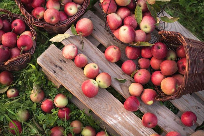 Red,Apples,In,Baskets,And,Boxes,On,The,Green,Grass 5 Surprising Health Benefits of Apples
