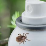 Tick Hoards this Summer? Probably. Here’s How to Beat the Bloodsuckers