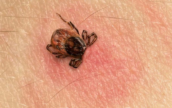 what-s-the-latest-on-lyme