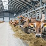 Pathogens Discovered in Beef and Cow’s Milk