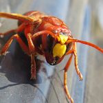 How Dangerous Are Murder Hornets? How Dangerous Are Murder Hornets?