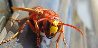How Dangerous Are Murder Hornets?