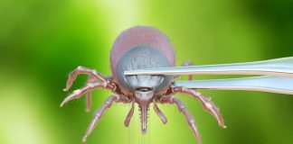 How to Safely Remove a Tick