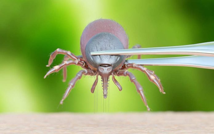 How-to-Safely-Remove-a-Tick How to Safely Remove a Tick