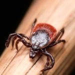 Tick Bite? Watch Out For These 6 Lyme Disease Symptoms Tick Bite? Watch Out for These 6 Lyme disease Symptoms