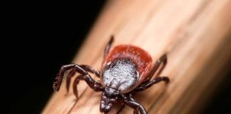 Tick Bite? Watch Out for These 6 Lyme disease Symptoms