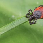 10 Tick-Borne Illnesses Besides Lyme Disease 10 Tick-Borne Illnesses Besides Lyme Disease