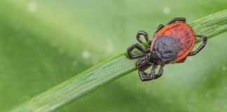 10 Tick-Borne Illnesses Besides Lyme Disease