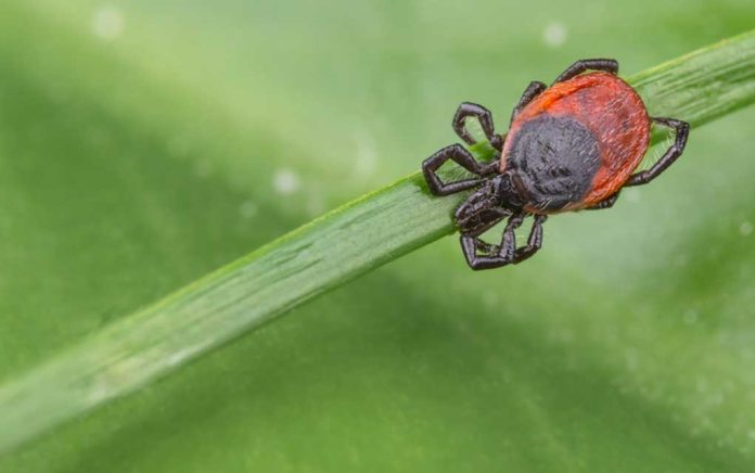 10-Tick-Borne-Illnesses-Besides-Lyme-Disease 10 Tick-Borne Illnesses Besides Lyme Disease