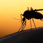 This Blood Type Makes You More Prone to Mosquito Bites This Blood Type Makes You More Prone to Mosquito Bites