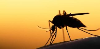 This Blood Type Makes You More Prone to Mosquito Bites