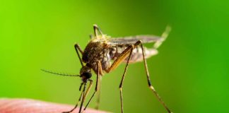 Everything You Need to Know About West Nile Virus