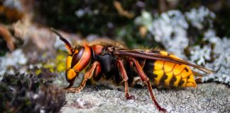 Forget Murder Hornets: These 5 Dangerous Bugs Are More Common