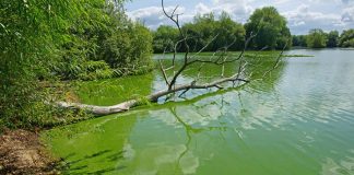 How Dangerous Is Blue-Green Algae?