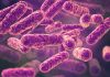 These Bacteria Are Everywhere: Could They Be Making You Sick?