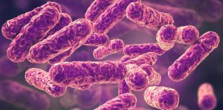 These Bacteria Are Everywhere: Could They Be Making You Sick?