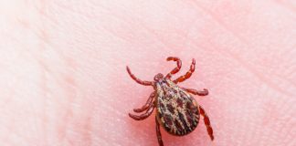 Ticks and Blood Type: Are You More Likely to Be Bitten?