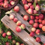 5 Surprising Health Benefits of Apples 5 Surprising Health Benefits of Apples