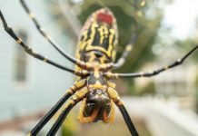5 Facts About the Joro Spider Invasion